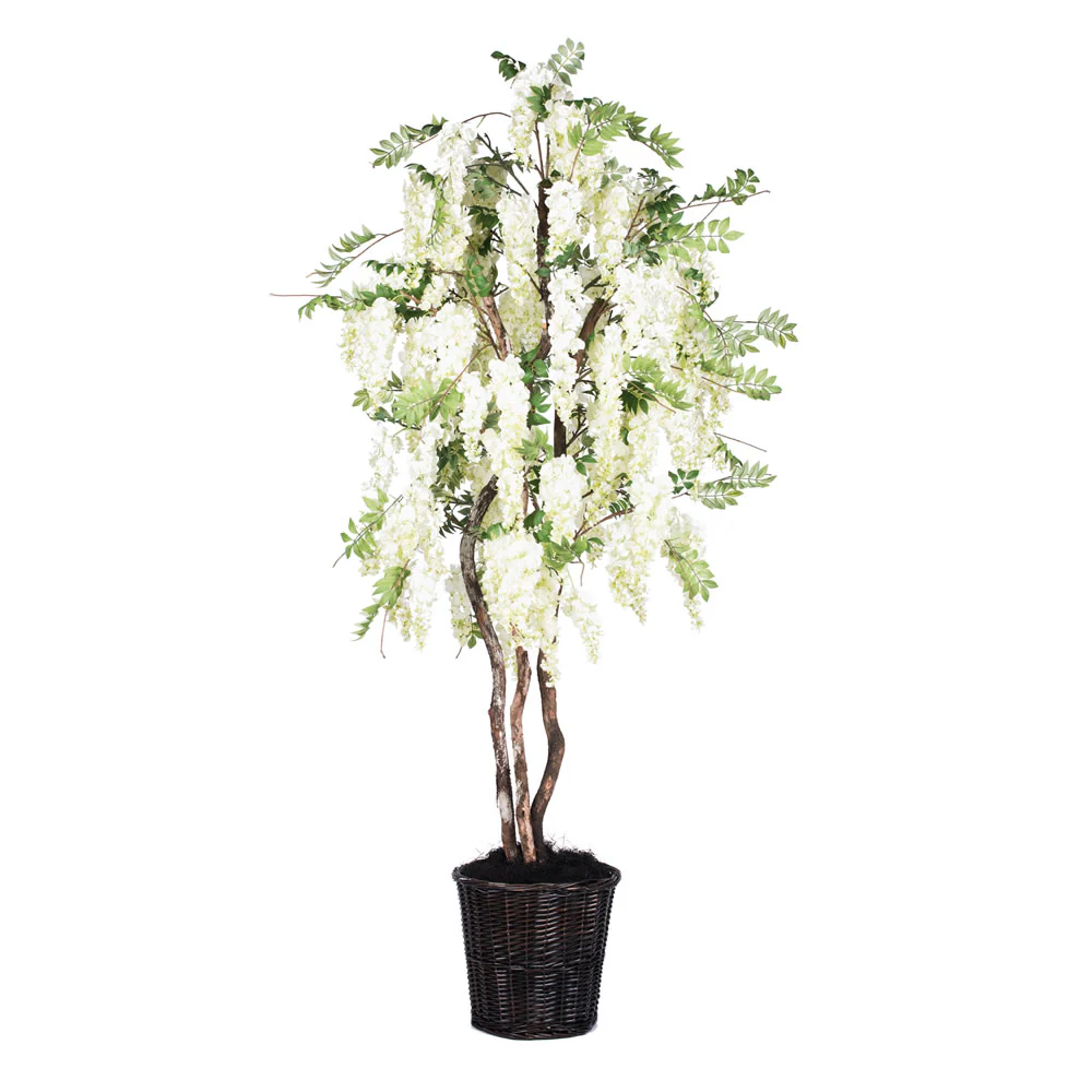 65Ft. White Wisteria Deluxe real Tag Alder trunks